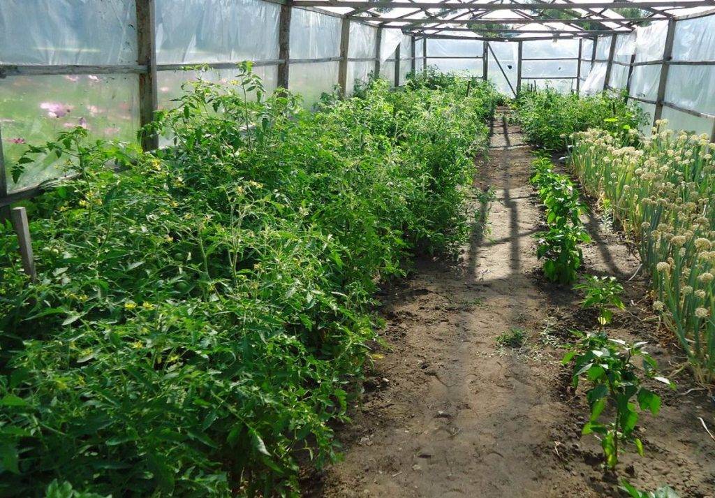 Выращивание баклажанов в подмосковье в открытом грунте и в теплице, когда сажать их на рассаду, лучшие сорта для московской области