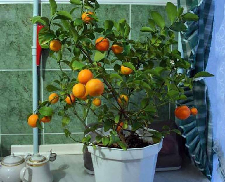 Выращивание мандарина из косточки в домашних условиях