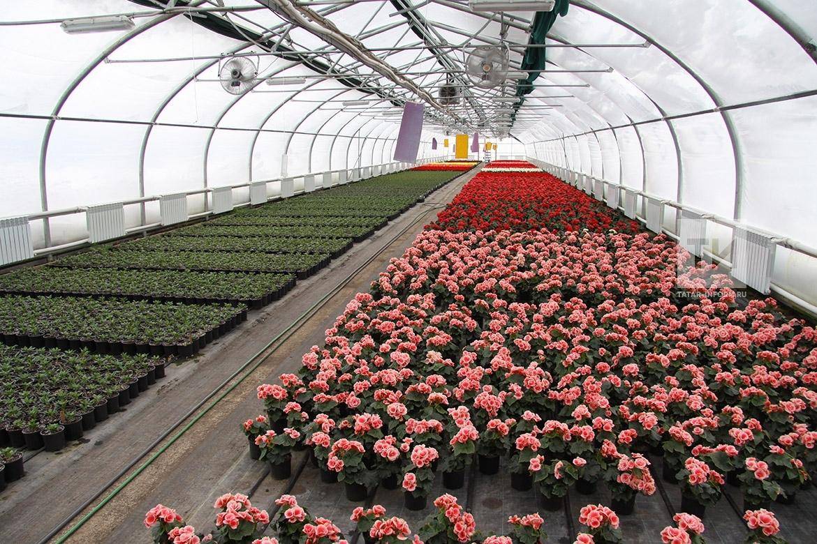 Выращивание роз как бизнес: особенности, достоинства и технология разведения