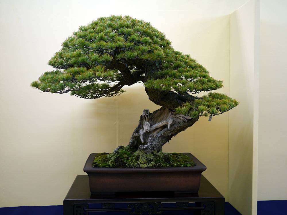 Дерево бонсай: что это такое и что символизирует, как выбрать растение и выращивать цветок, сколько растет, инструкция посадки для начинающих