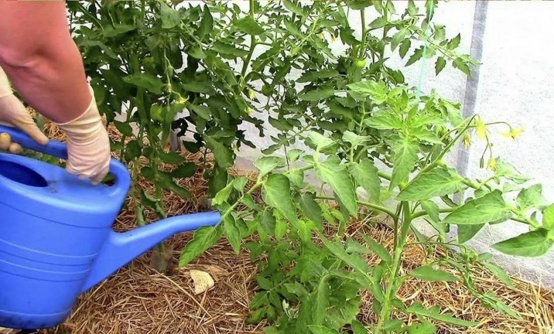 Чем подкормить томаты после высадки в теплицу