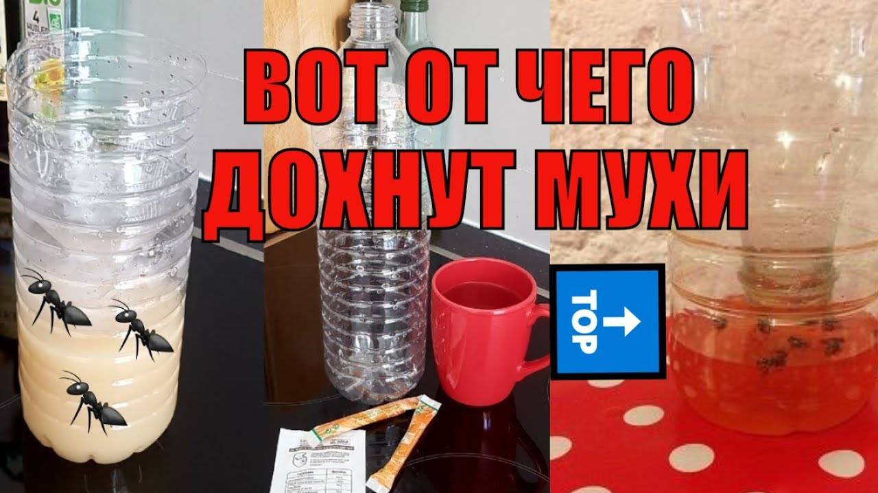 Как можно избавиться от мух в квартире и доме?