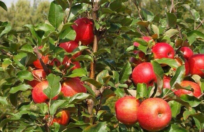 Характеристики яблони сорта «хани крисп»: фото, отзывы