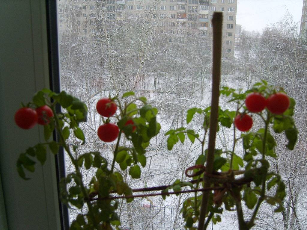 Томат балконное чудо - описание сорта, фото, выращивание дома и в открытом грунте пошагово, отзывы