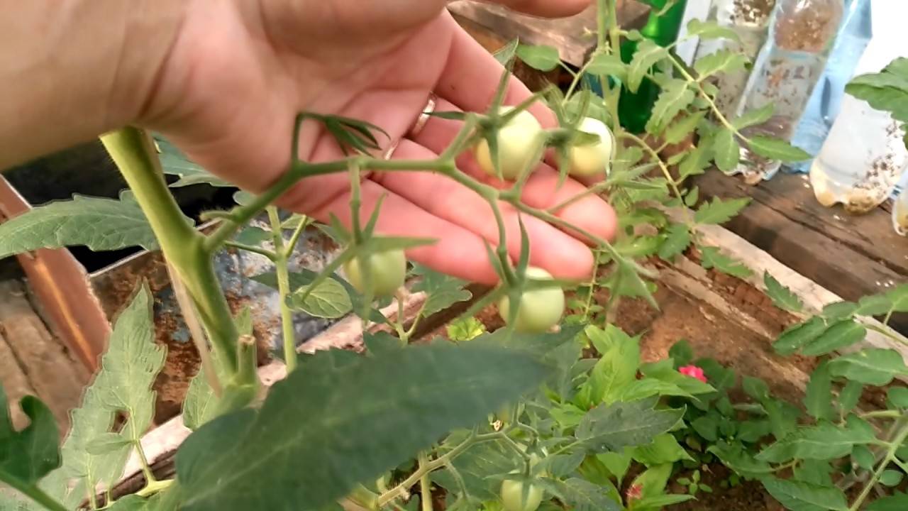 Препарат для опыления томатов - с огорода