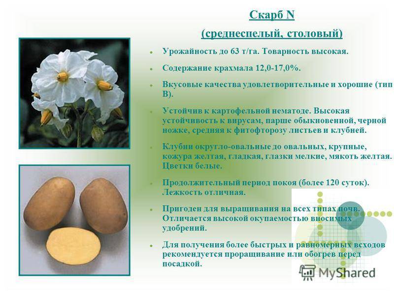 Сорт картофеля "скарб": описание, характеристика, урожайность