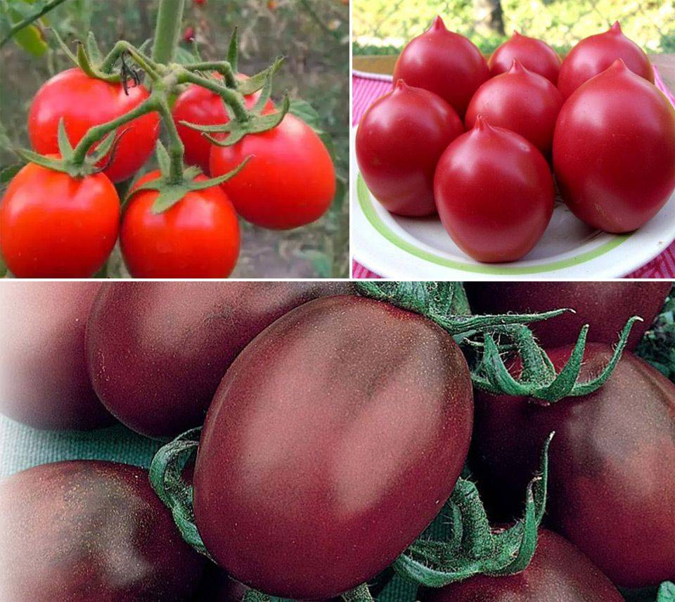 Лучшие сорта томатов для теплиц: какие помидоры самые урожайные, видео