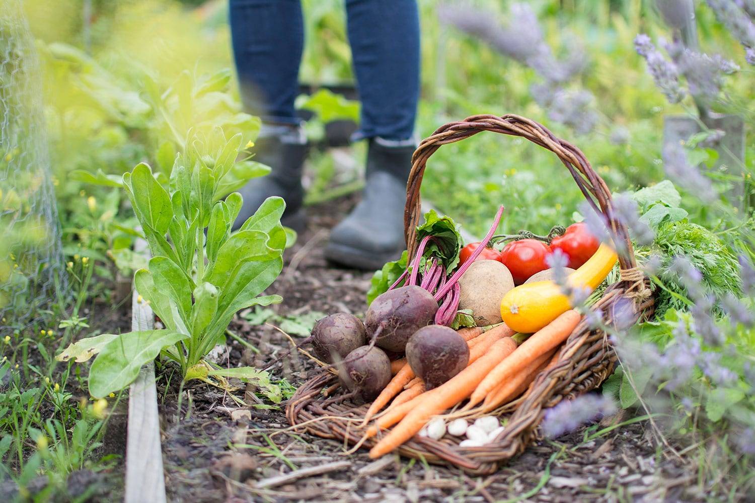 Осенние работы в саду и огороде — что важно сделать