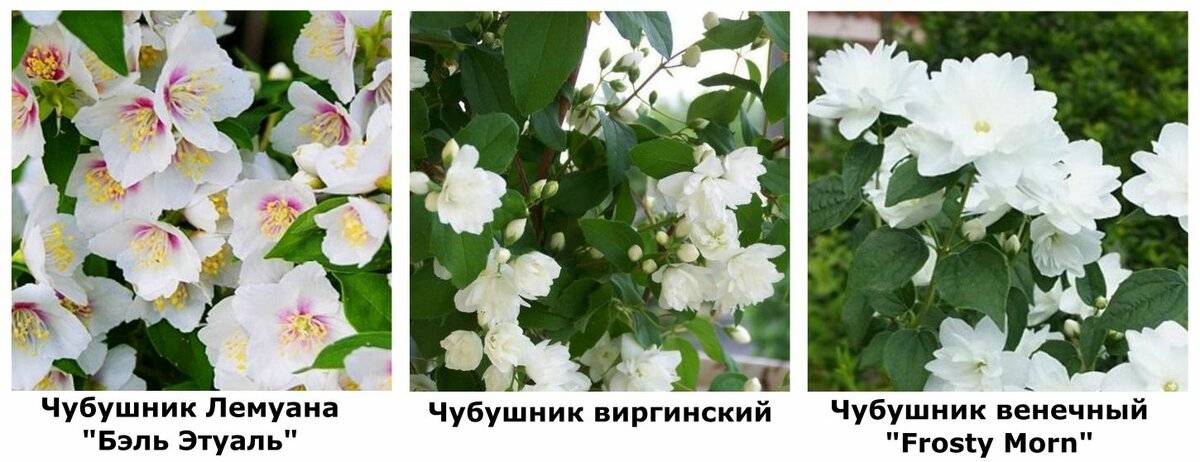 Чубушник: описание 20 сортов, посадка и уход за кустарником в саду, возможные болезни (110+ фото & видео) +отзывы