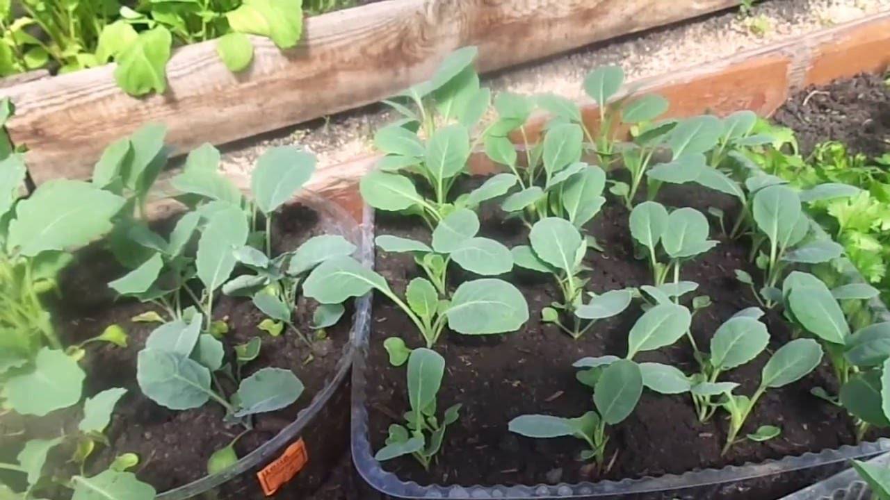 Советы по выращиванию пекинской капусты: сэкономьте на покупках овоща, вырастив его самостоятельно!