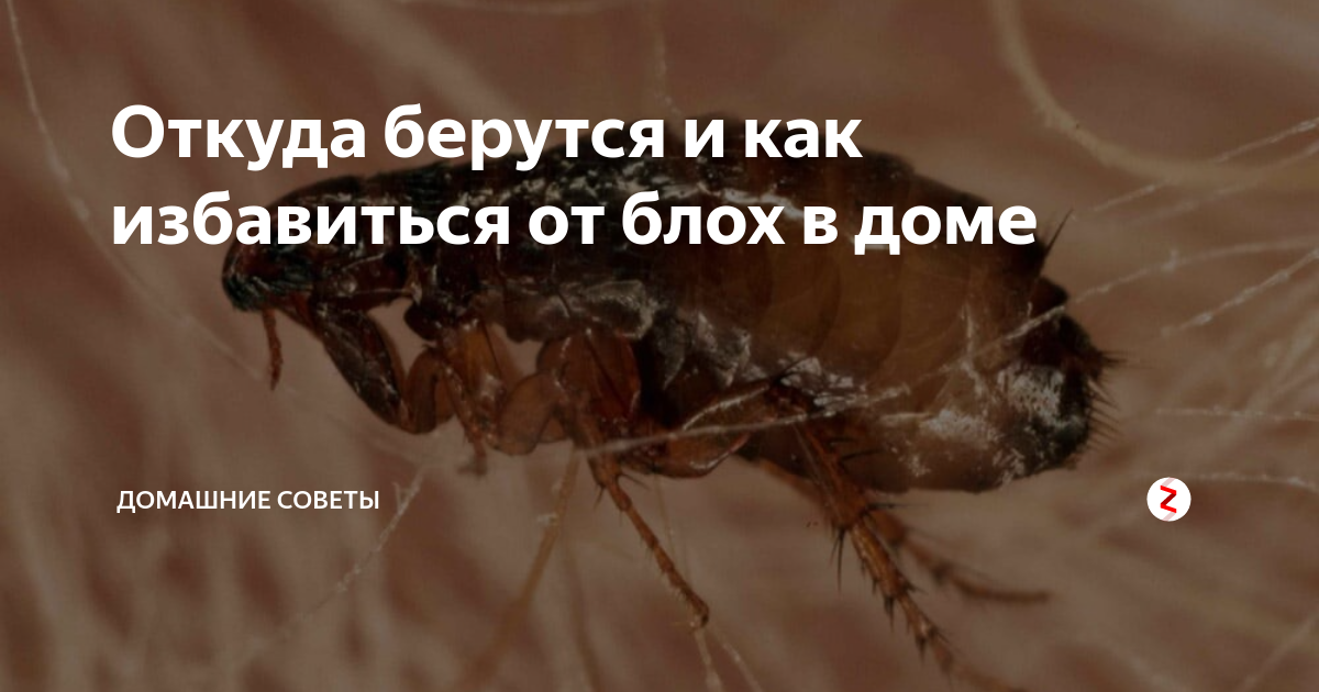8+ проверенных методов изгнать наглых блох раз и навсегда!