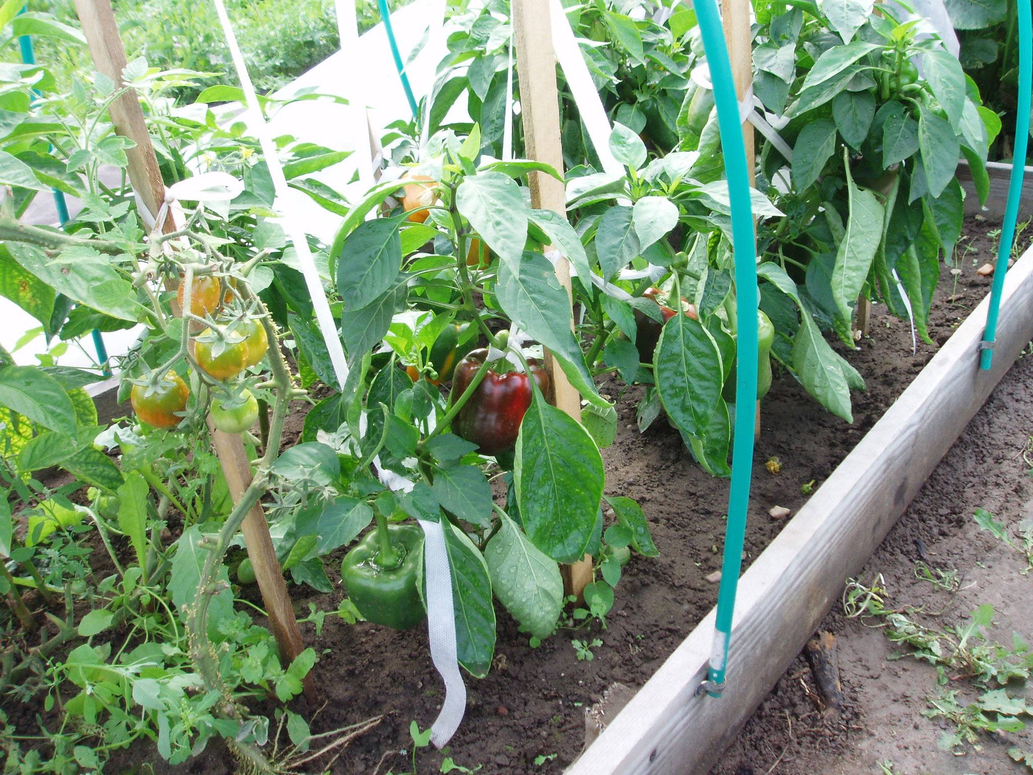 Помидоры и перец в одной теплице: можно ли сажать, правила выращивания
