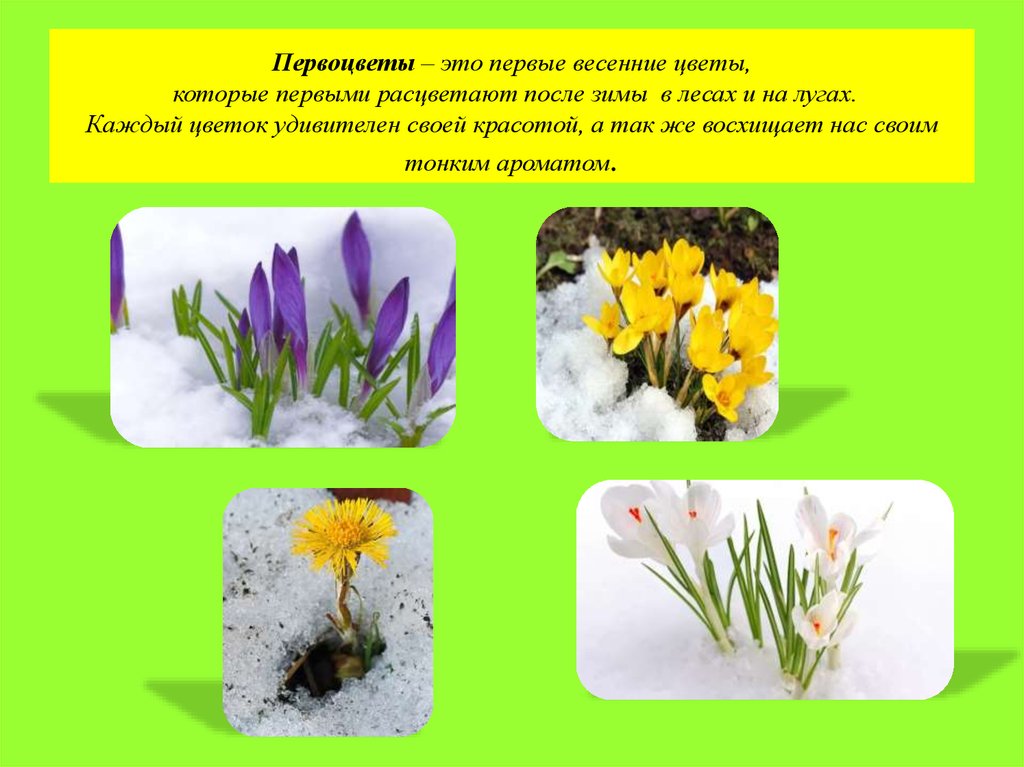 10 самых первых весенних цветов