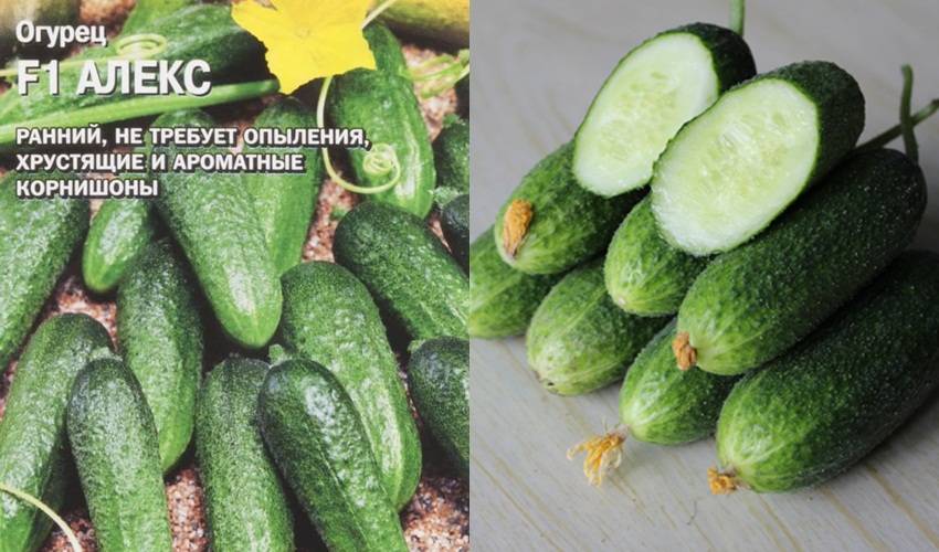 Лучшие сорта огурцов для теплиц из поликарбоната