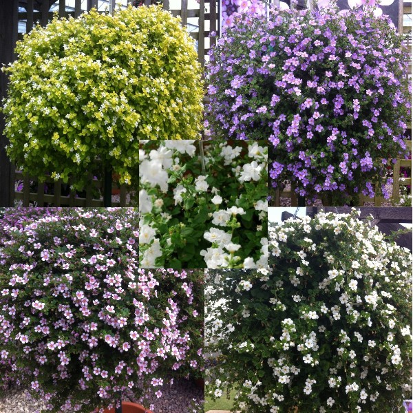 Как формировать бакопу. Бакопа цветок. Бакопа ампельная махровая. Как формировать бакопу. Бакопа вегетативная.