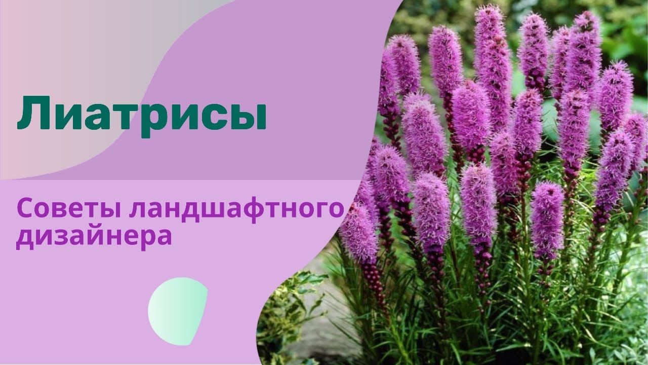 Лиатрис колосковый: посадка и уход