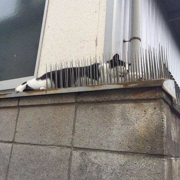 Описание эффективных способов как отпугнуть голубей с балкона или крыши