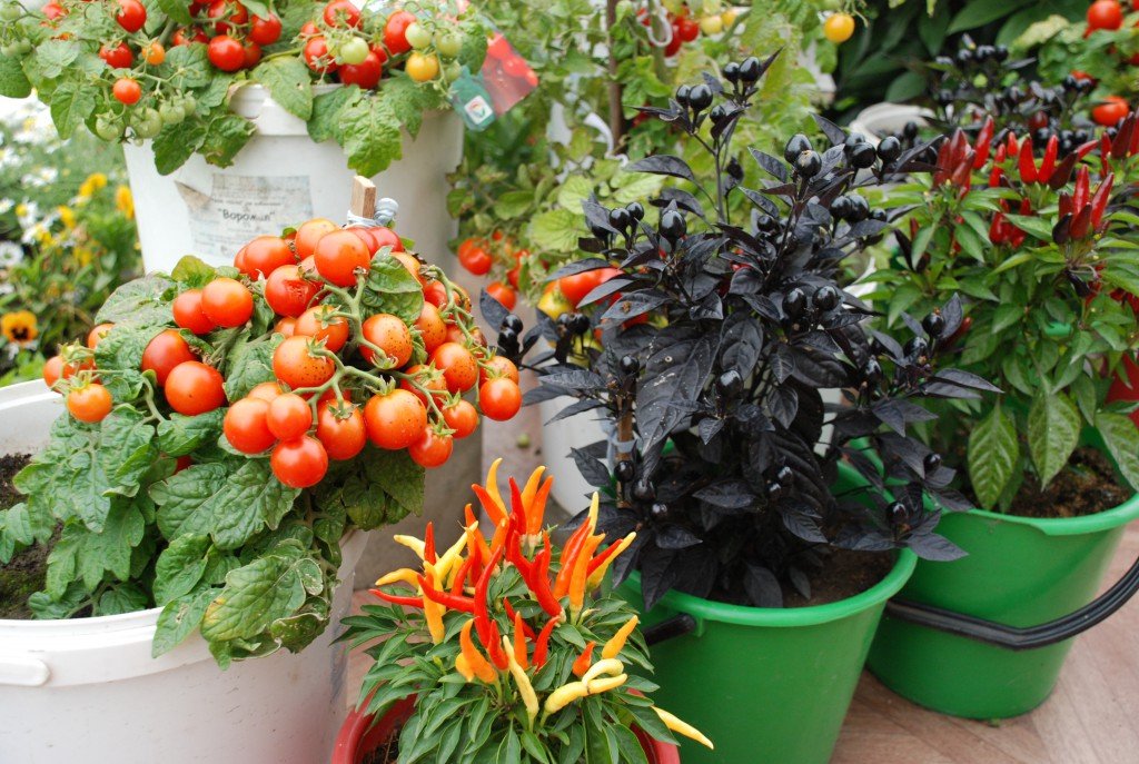 Как вырастить помидоры балконное чудо