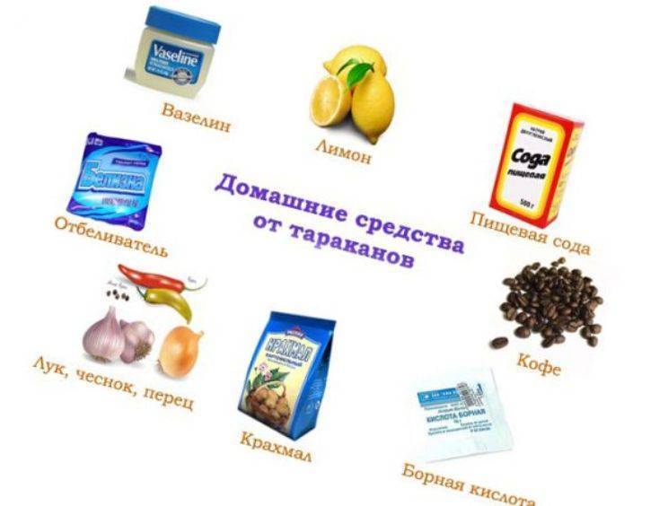 Как избавиться от тараканов: 12 народных средств и эффективных способов