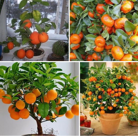 Как вырастить мандарин из косточки в домашних условиях в горшке с плодами