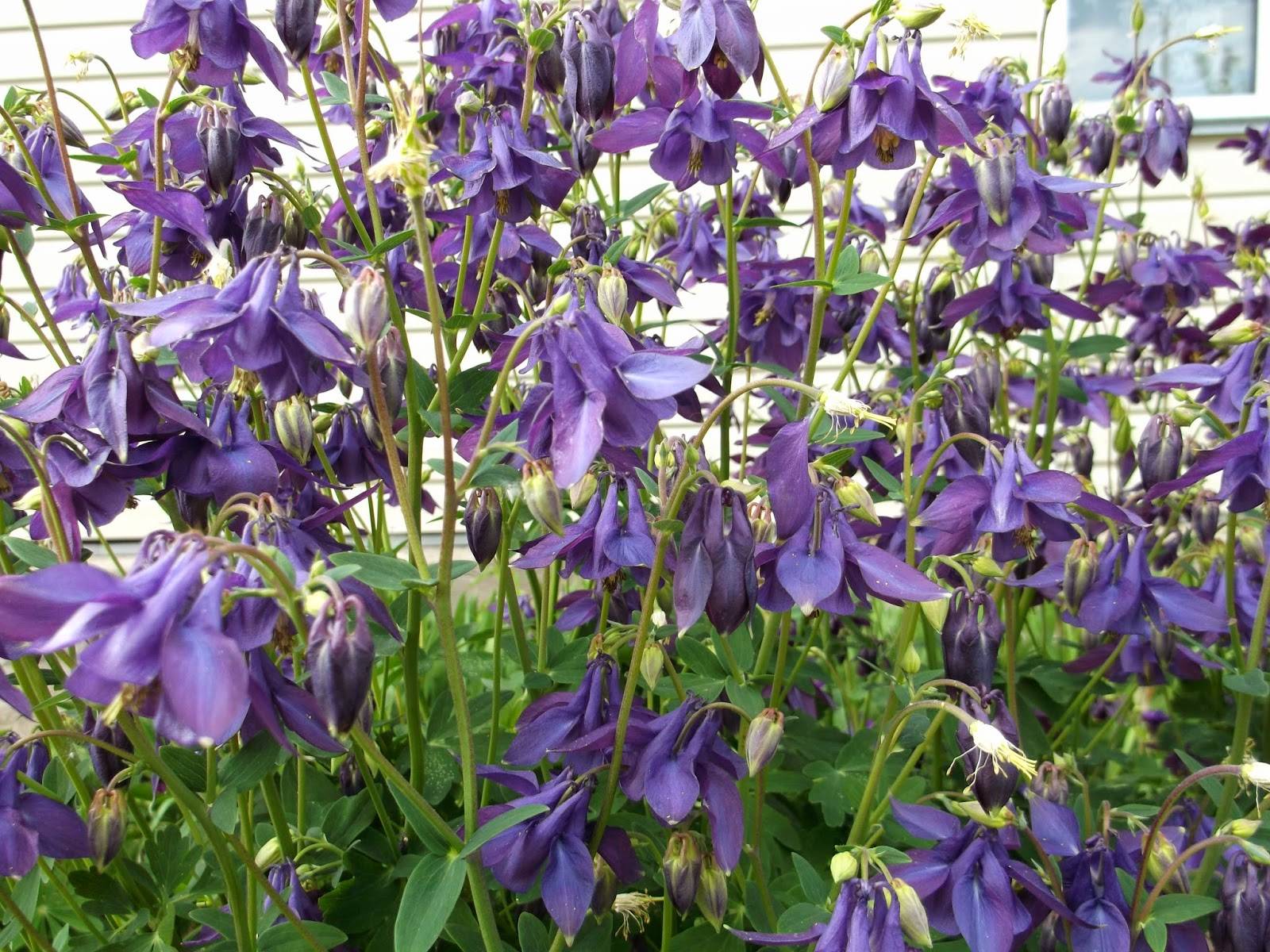Аквилегия aquilegia - описание, посадка, выращивание и уход, место в саду