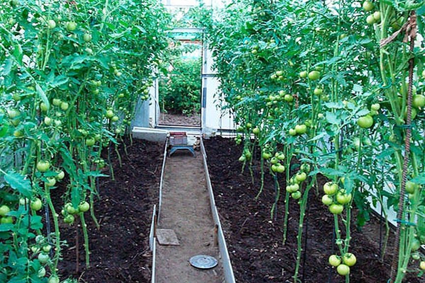 Высадка рассады помидор в теплицу: сроки, пошаговые инструкции, схемы