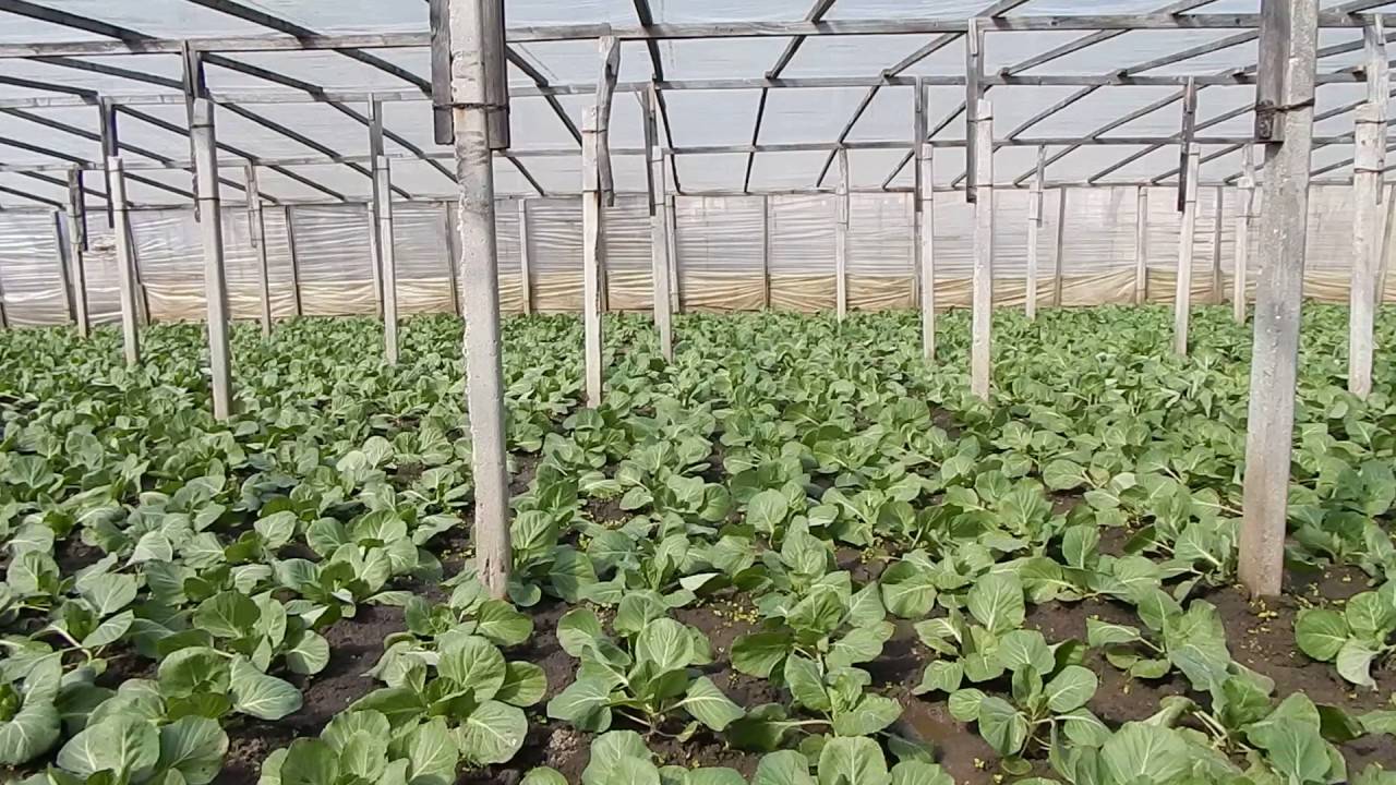 Правильное выращивание пекинской капусты в теплице: 6 рекомендаций