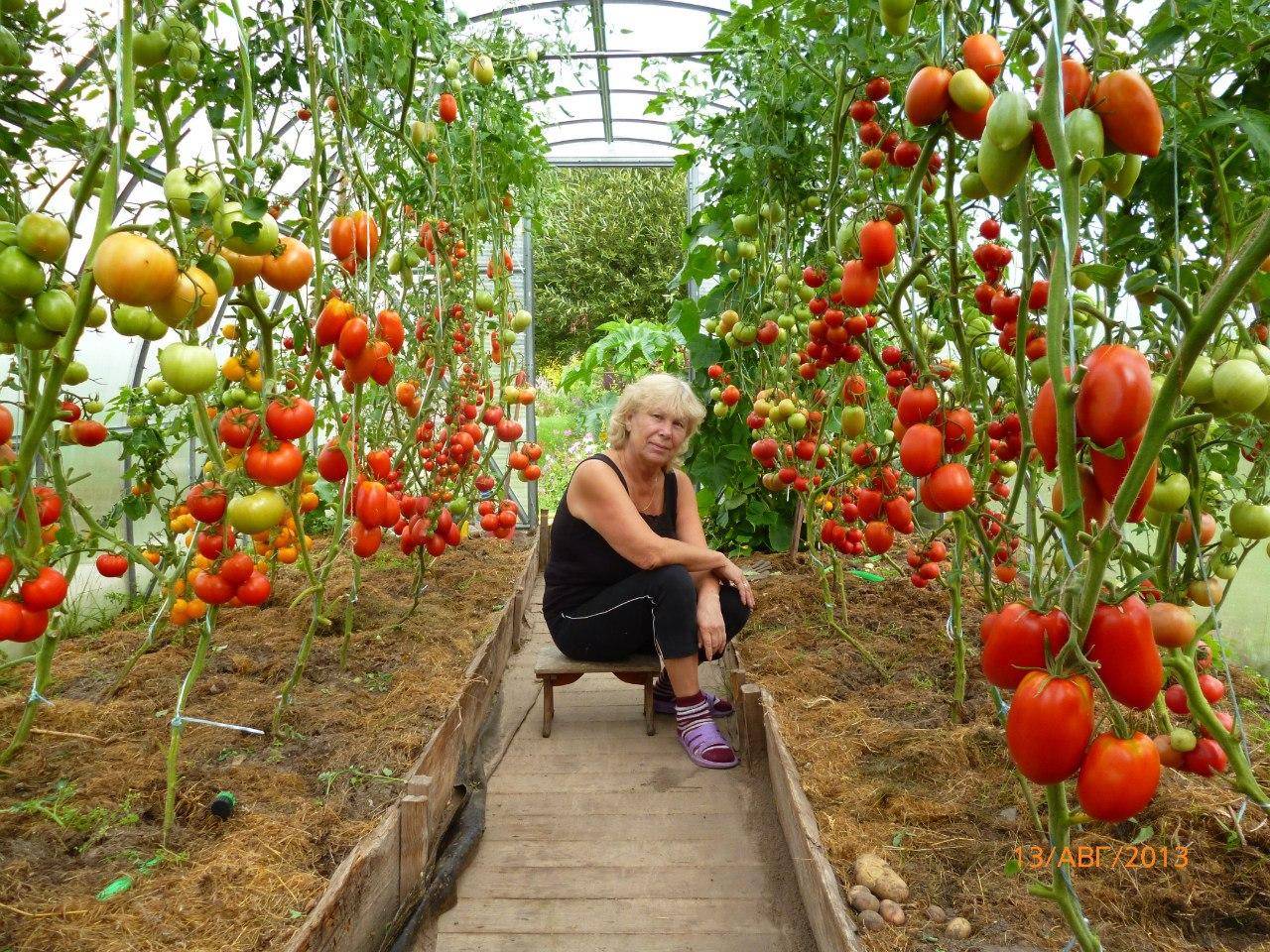 Выращивание помидоров в теплице из поликарбоната: агротехника, секреты