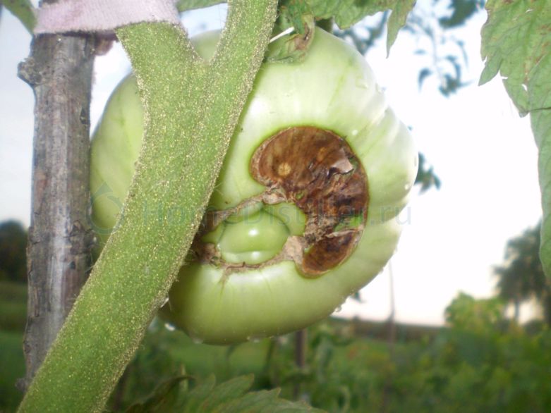 Гниют помидоры в теплице: возможные причины и их устранение