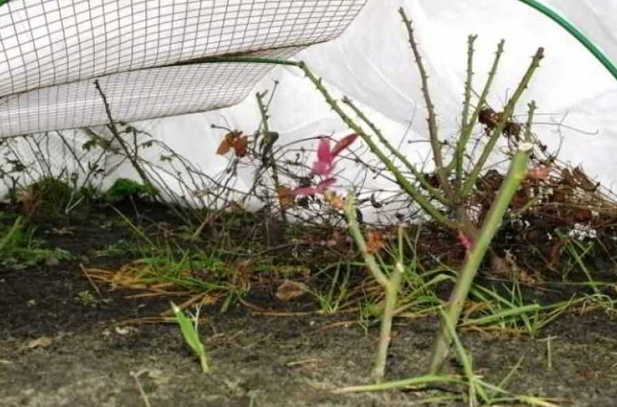 Как обрезать розы осенью и укрыть их на зиму: укрытие всех видов роз пошагово с фото и видео