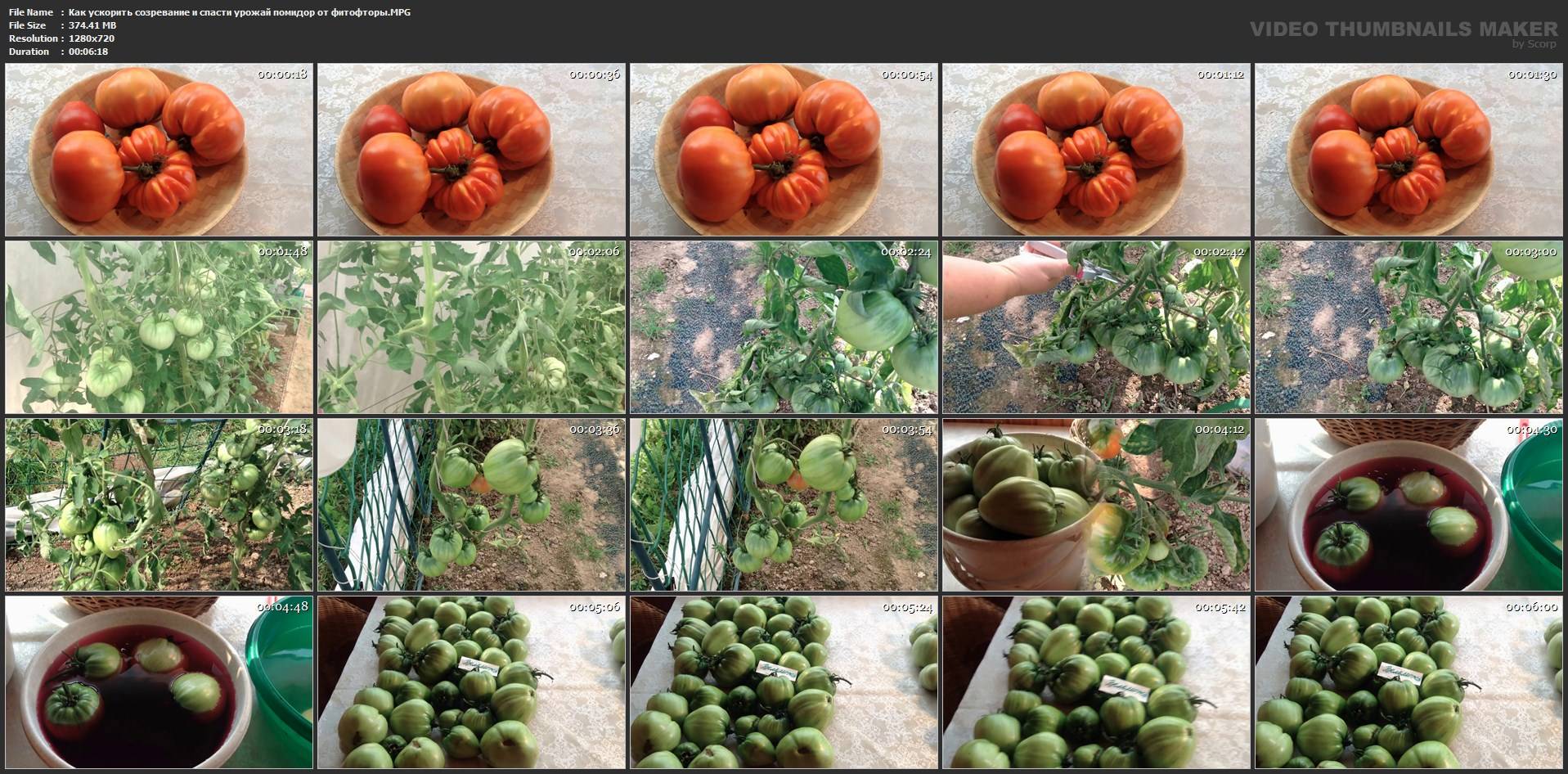 Ускорение созревания томатов в теплице