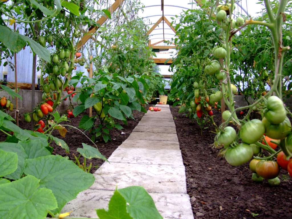 Схемы посадки томатов в теплице, включая уплотненную (загущенную), нюансы для индетерминантных сортов помидоров, описание, на каком расстоянии должны быть кусты русский фермер