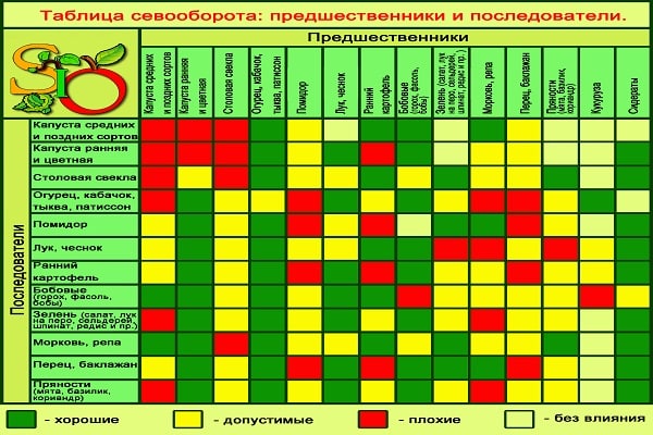 Совместимость овощных культур на грядках: секреты богатого урожая