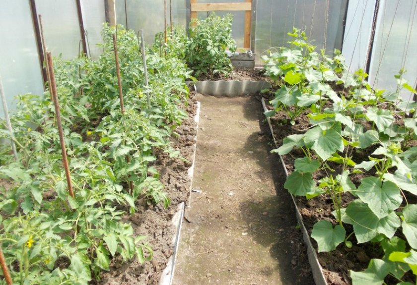 Выращивание огурцов и томатов в теплице: можно ли их сажать вместе?