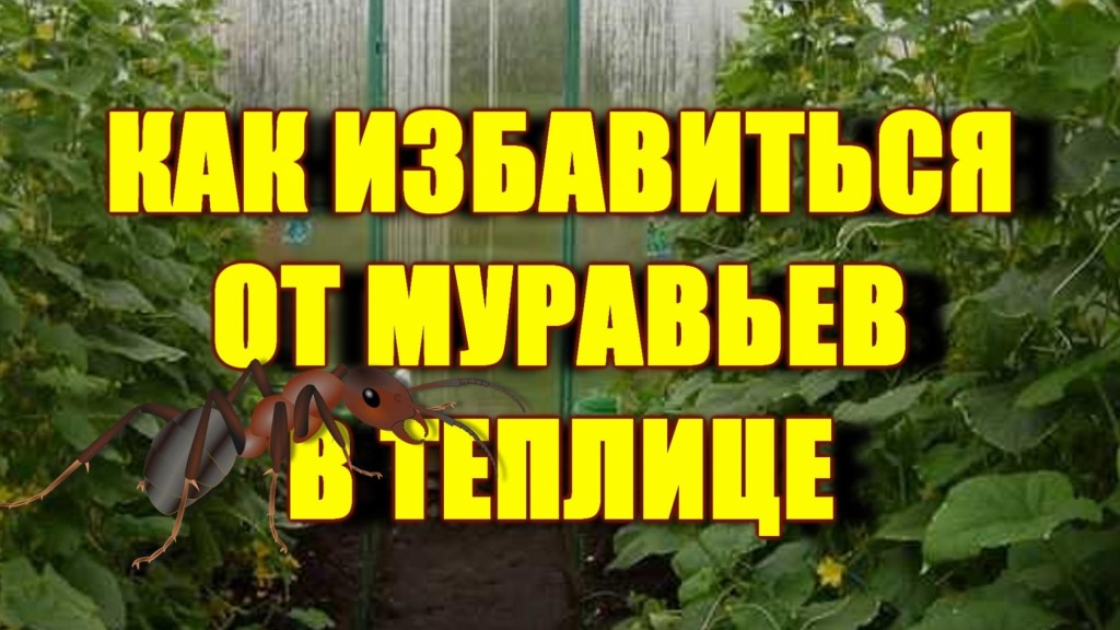 Как прогнать муравьев с участка: профилактика, народные и профессиональные методы борьбы с вредителями