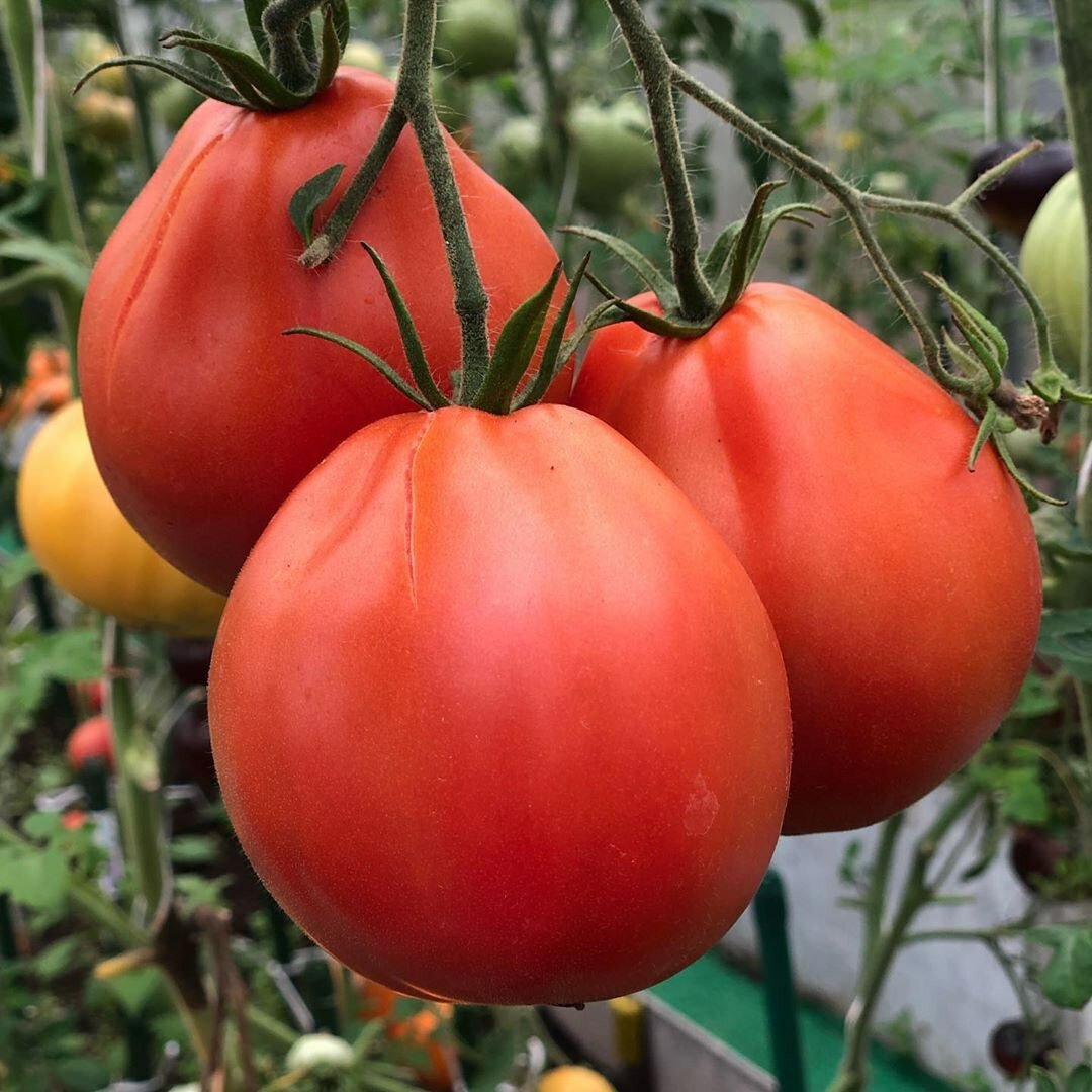 Викинг сорт томатов