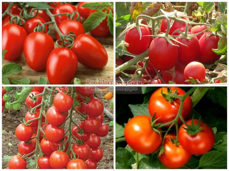 Самые урожайные сорта томатов для теплицы - характеристики, описание и фото