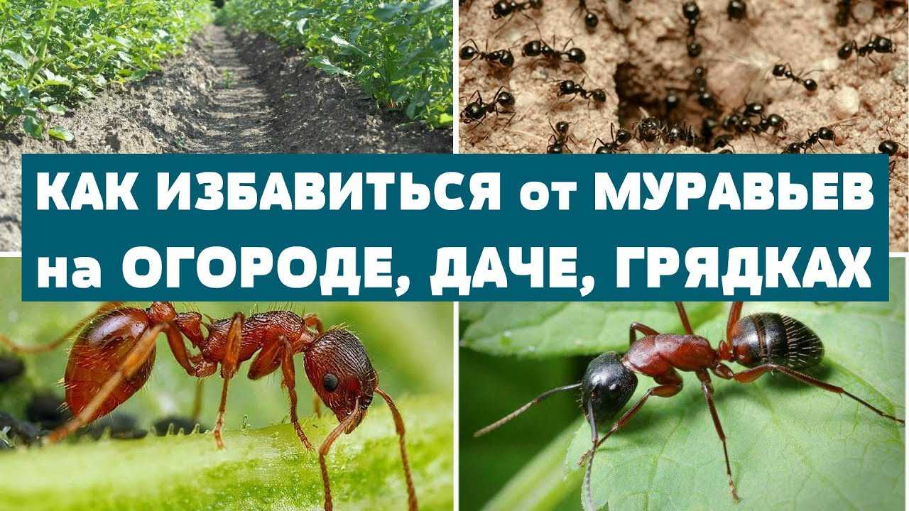Самые эффективные методы борьбы с муравьями на садовом участке