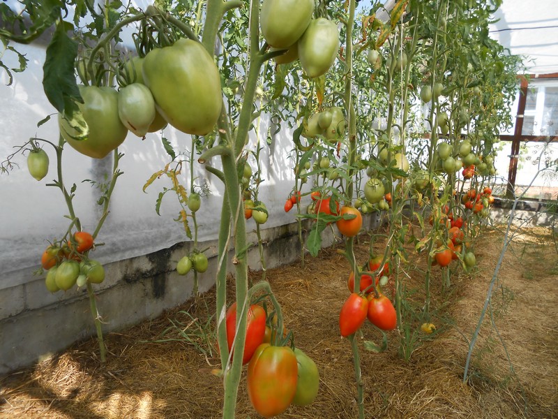 Плодотворное выращивание помидор в теплице: 4 отличия сортов