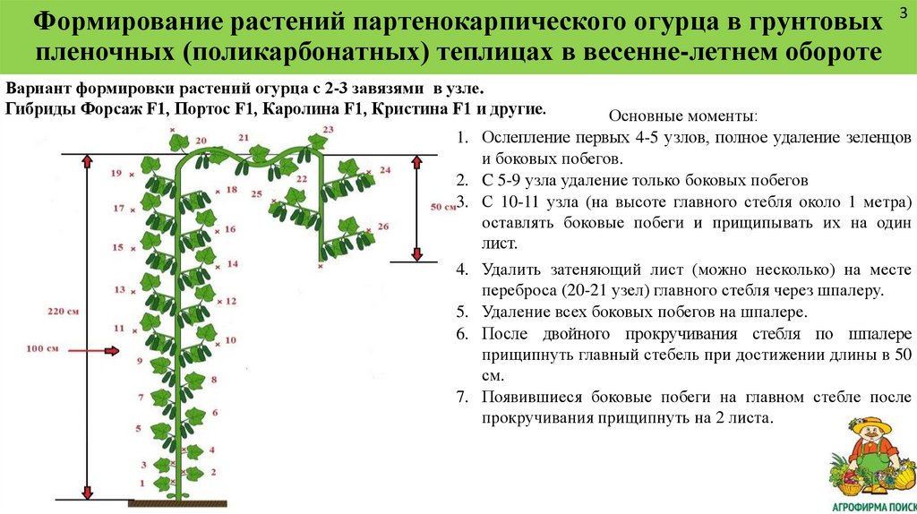 Как выращивать огурцы: технология возделывания и важные советы