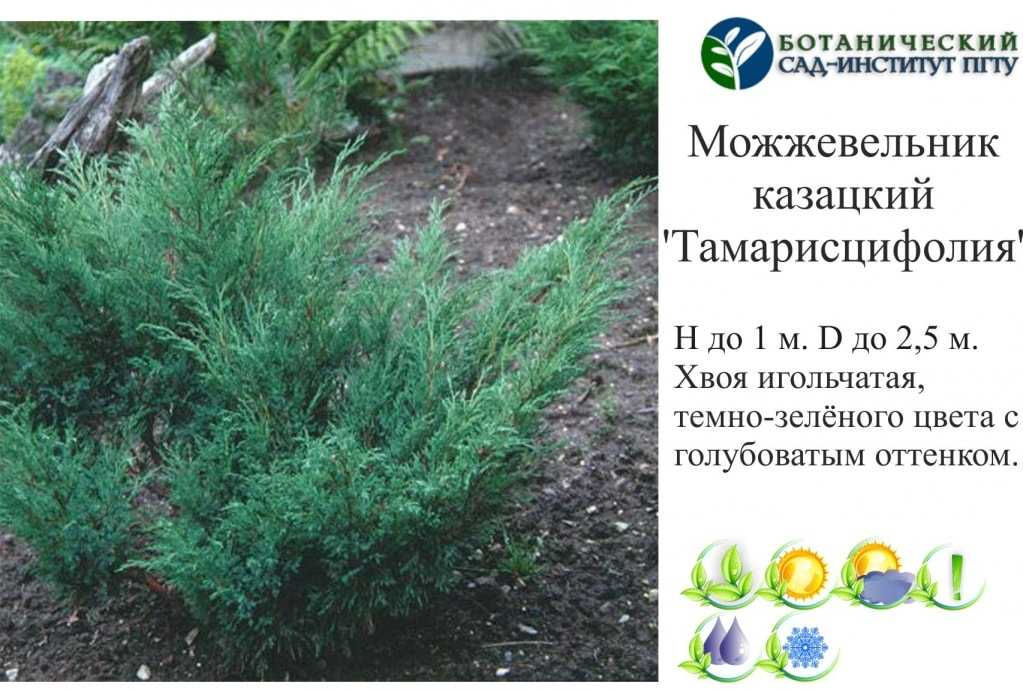 Виды и сорта можжевельника