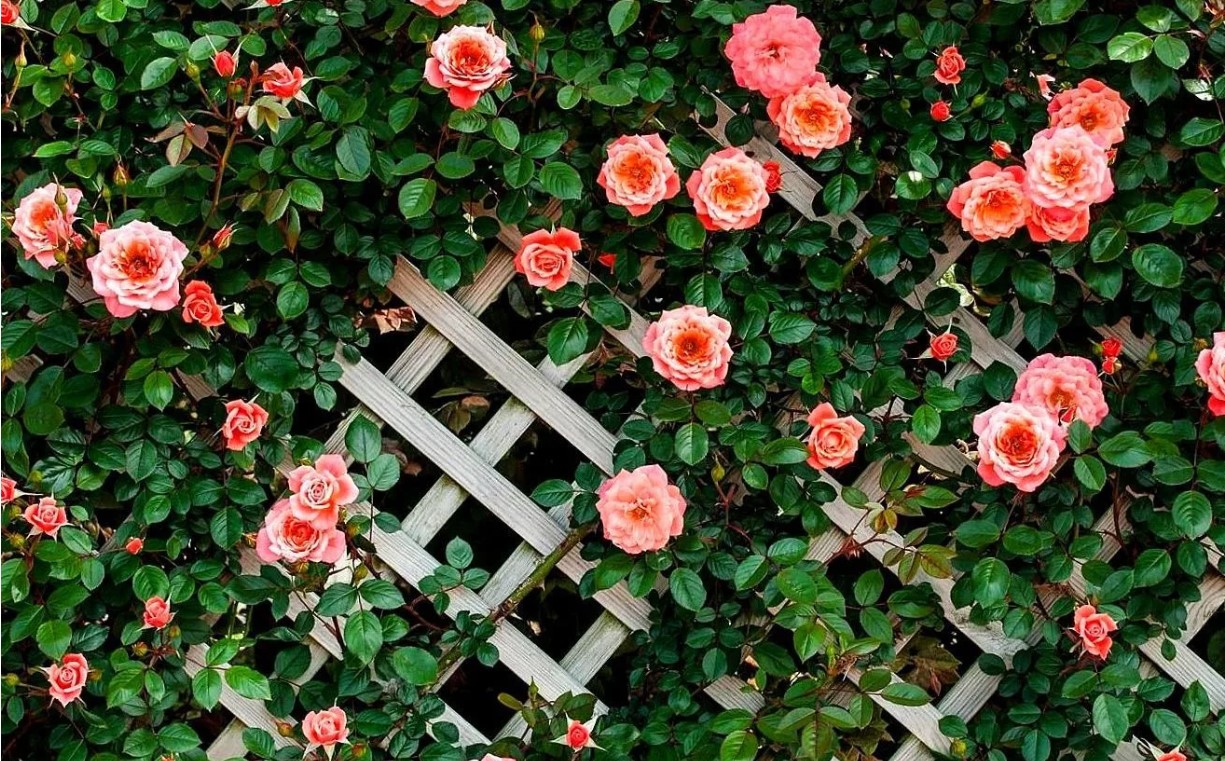 плетистые розовые розы фото и названия