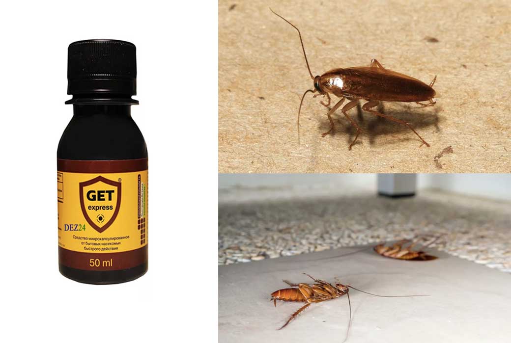 Как избавиться от тараканов: 12 народных средств и эффективных способов