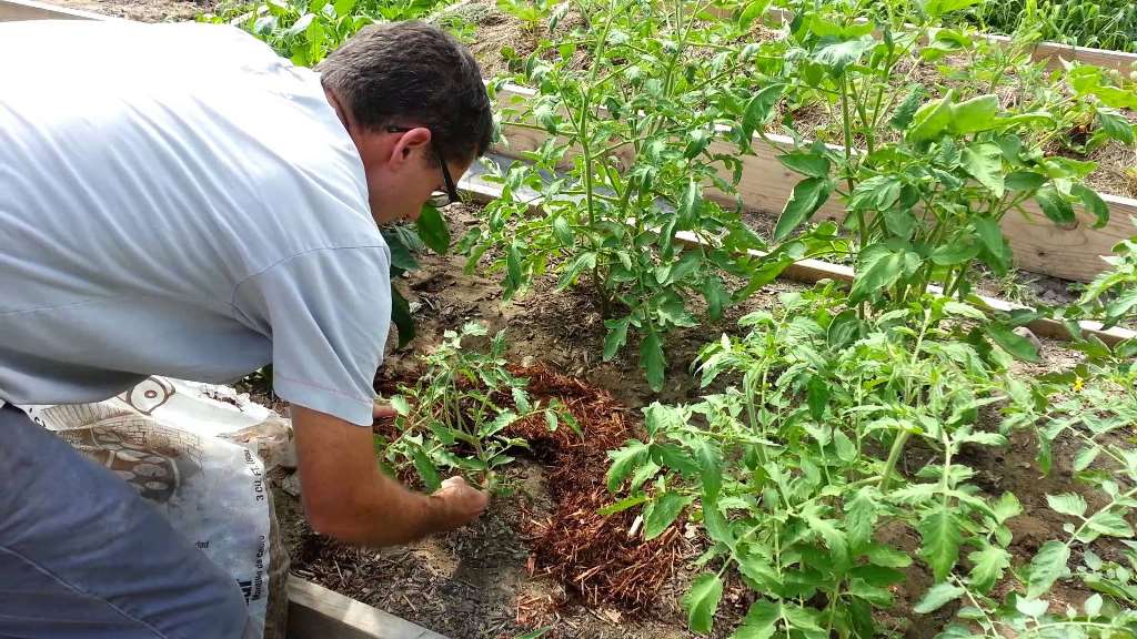 Мульчирование помидоров в теплице или как увеличить урожай