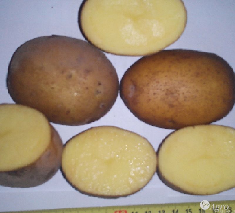 Картофель скарб: характеристика сорта, отзывы