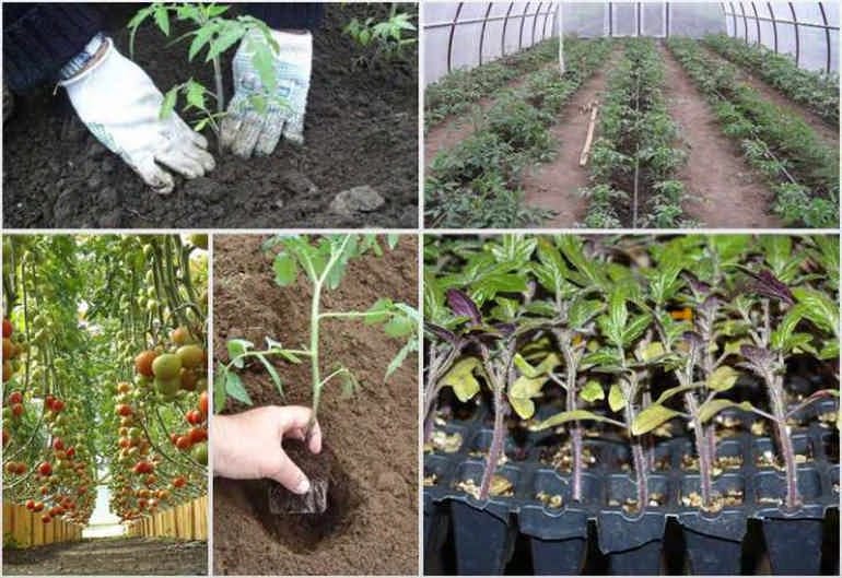 Высадка рассады помидор в теплицу: когда и как высаживать, сроки, время, благоприятные дни, пошаговая инструкция, уход, выращивание, подкормки