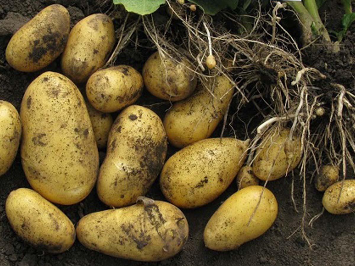 Картофель сорта скарб: описание, отбор посадочного материала, отзывы картофелеводов