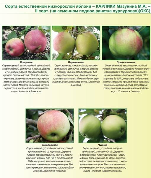 Лучшие сорта яблок: фото, названия и описания (каталог)