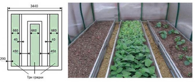 Теплица схема грядок
