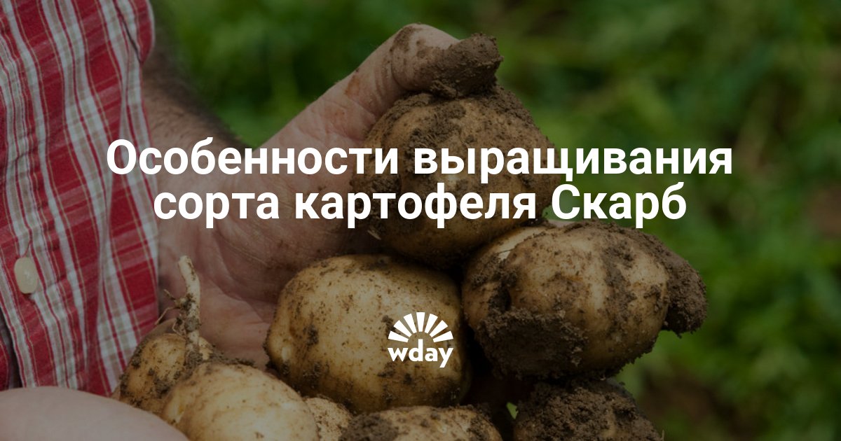 Сорт картофеля "скарб": описание, характеристика, урожайность :: syl.ru